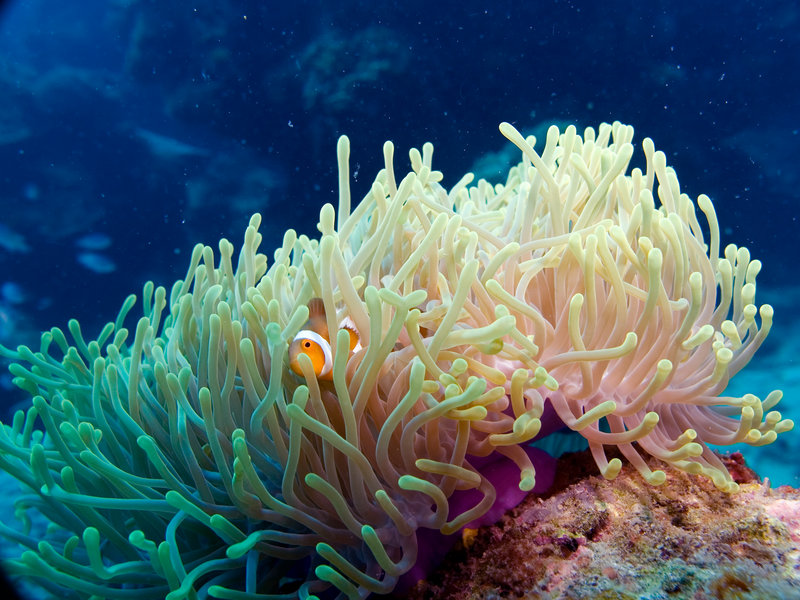 Clown Fish